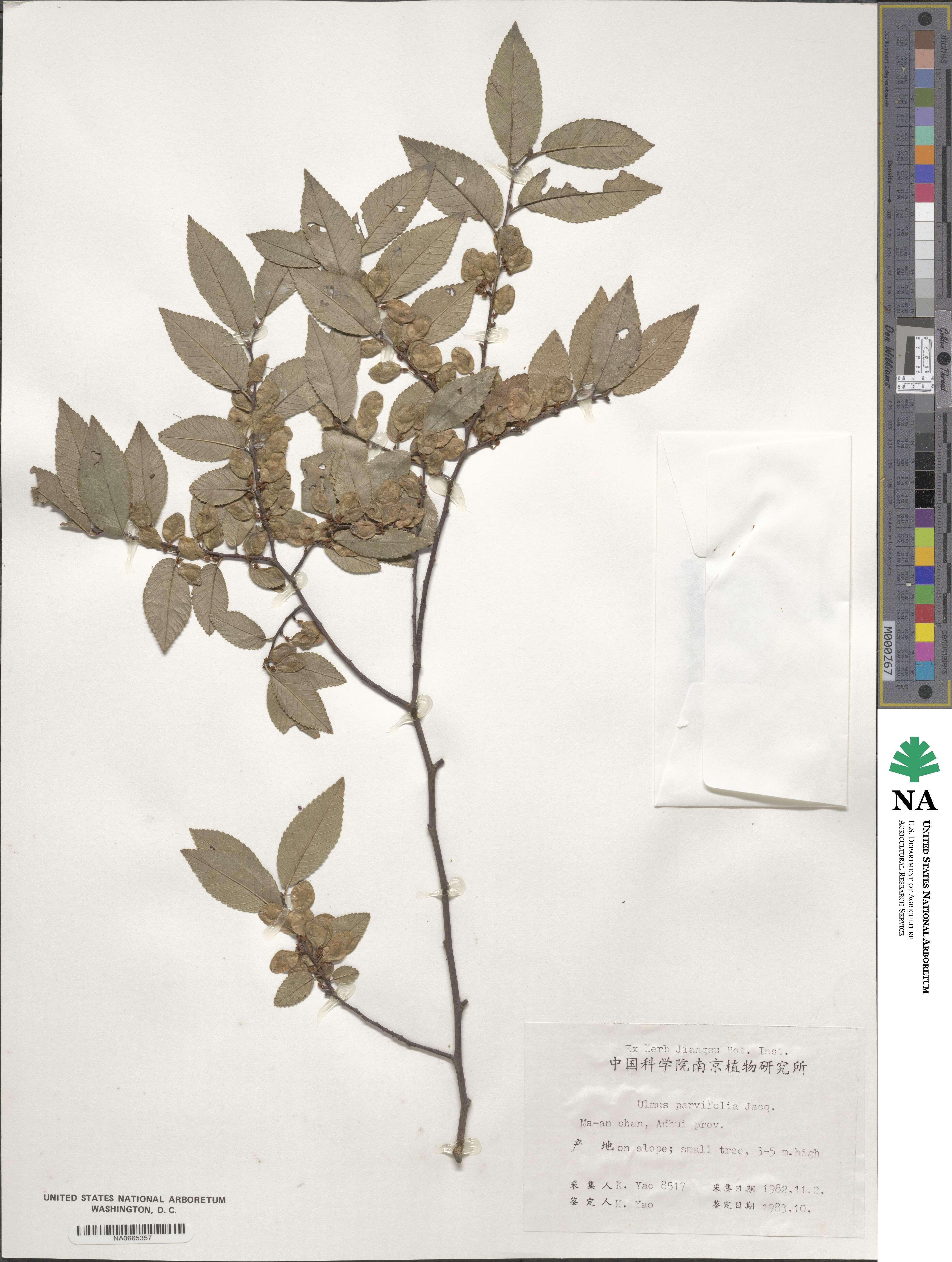 Ulmus parvifolia image