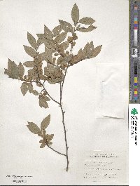 Ulmus parvifolia image