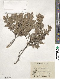 Ulmus parvifolia image