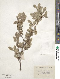 Ulmus parvifolia image