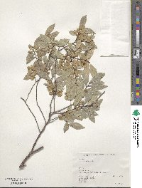 Ulmus parvifolia image