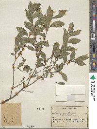 Ulmus parvifolia image