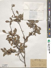 Ulmus parvifolia image