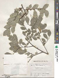 Ulmus parvifolia image