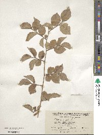 Ulmus pumila image