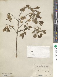 Ulmus pumila image