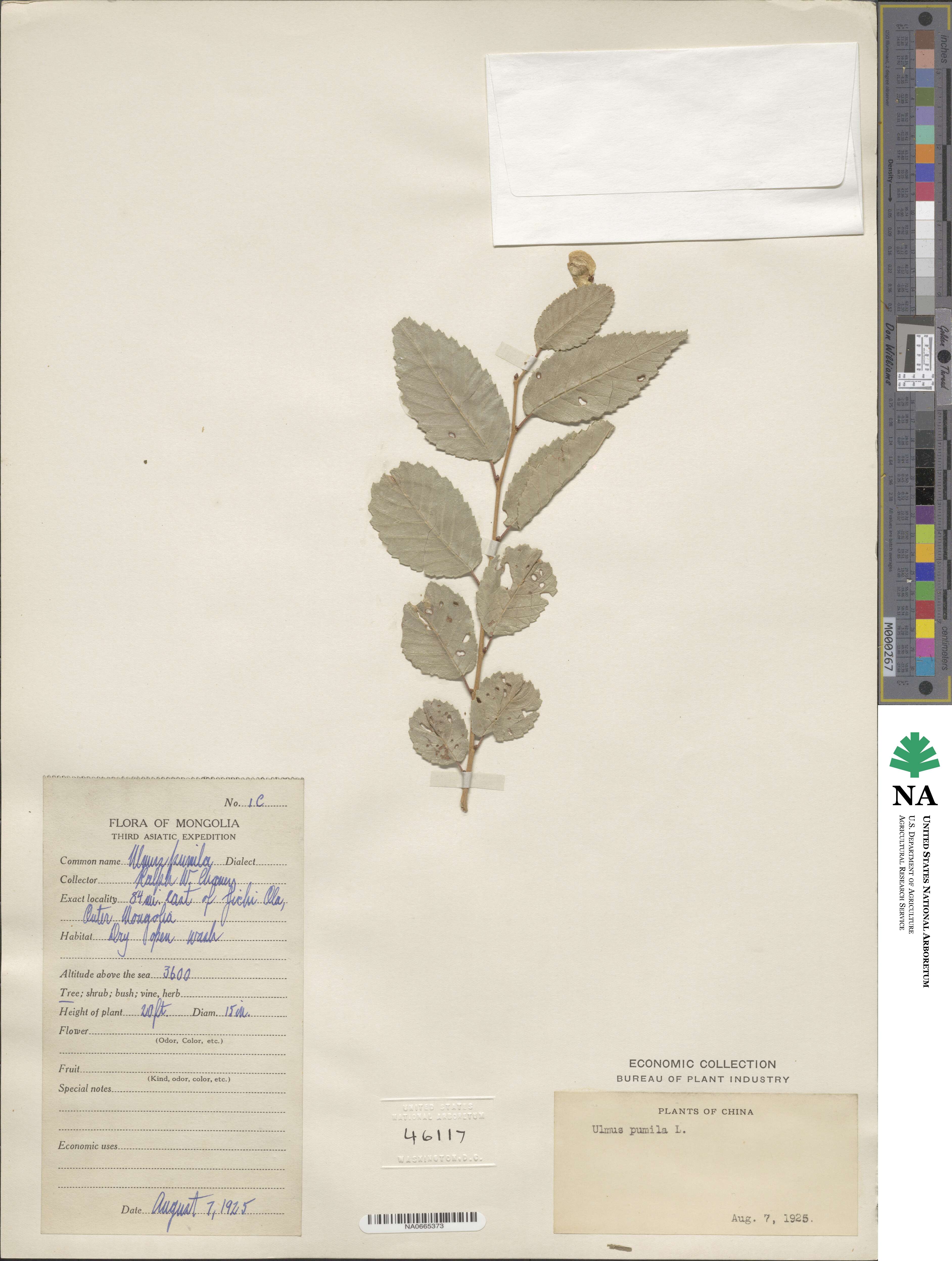 Ulmus pumila image