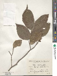 Ulmus scabra image