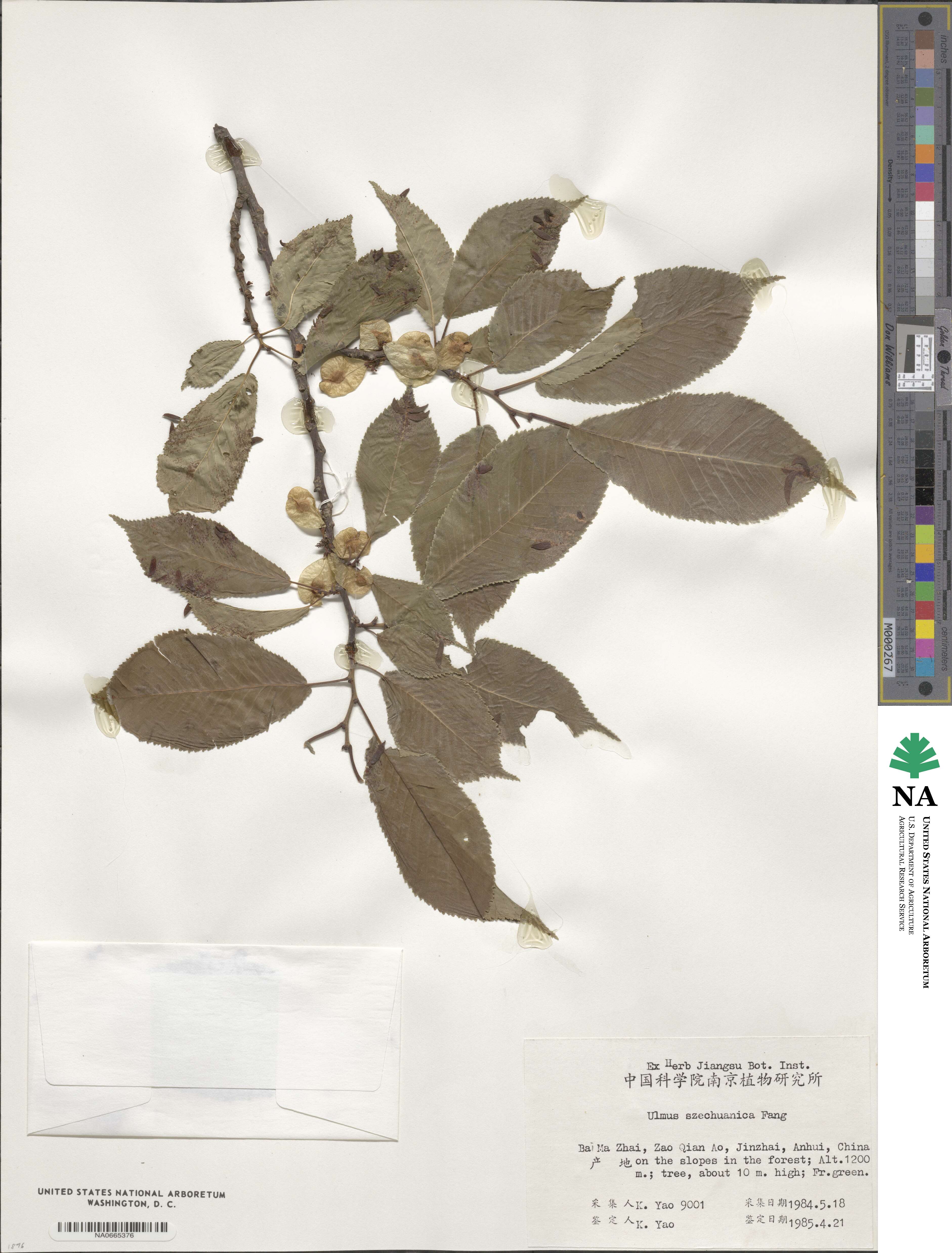Ulmus szechuanica image