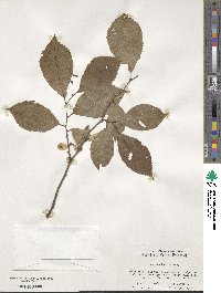 Ulmus szechuanica image