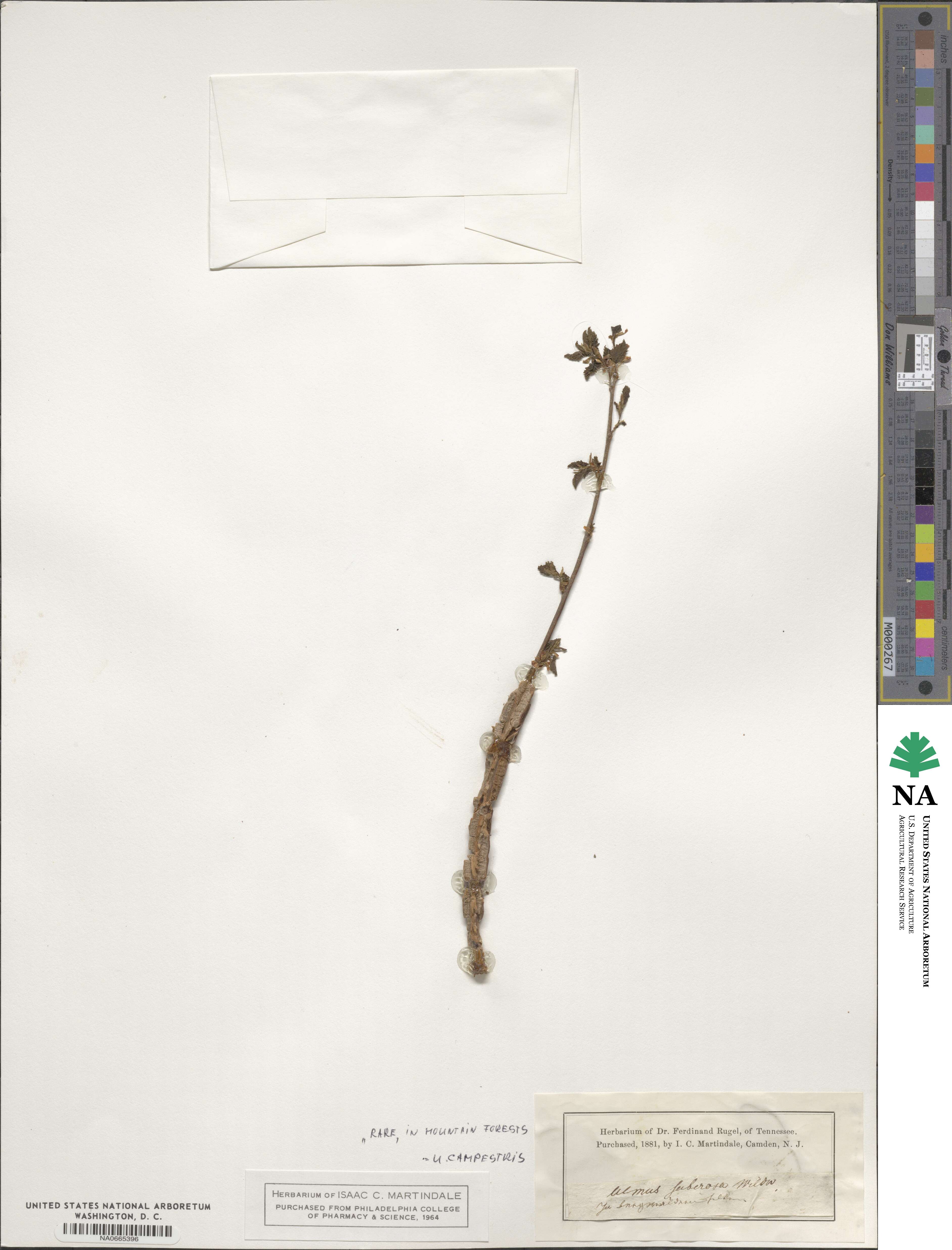 Ulmus campestris image