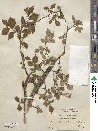 Ulmus minor image