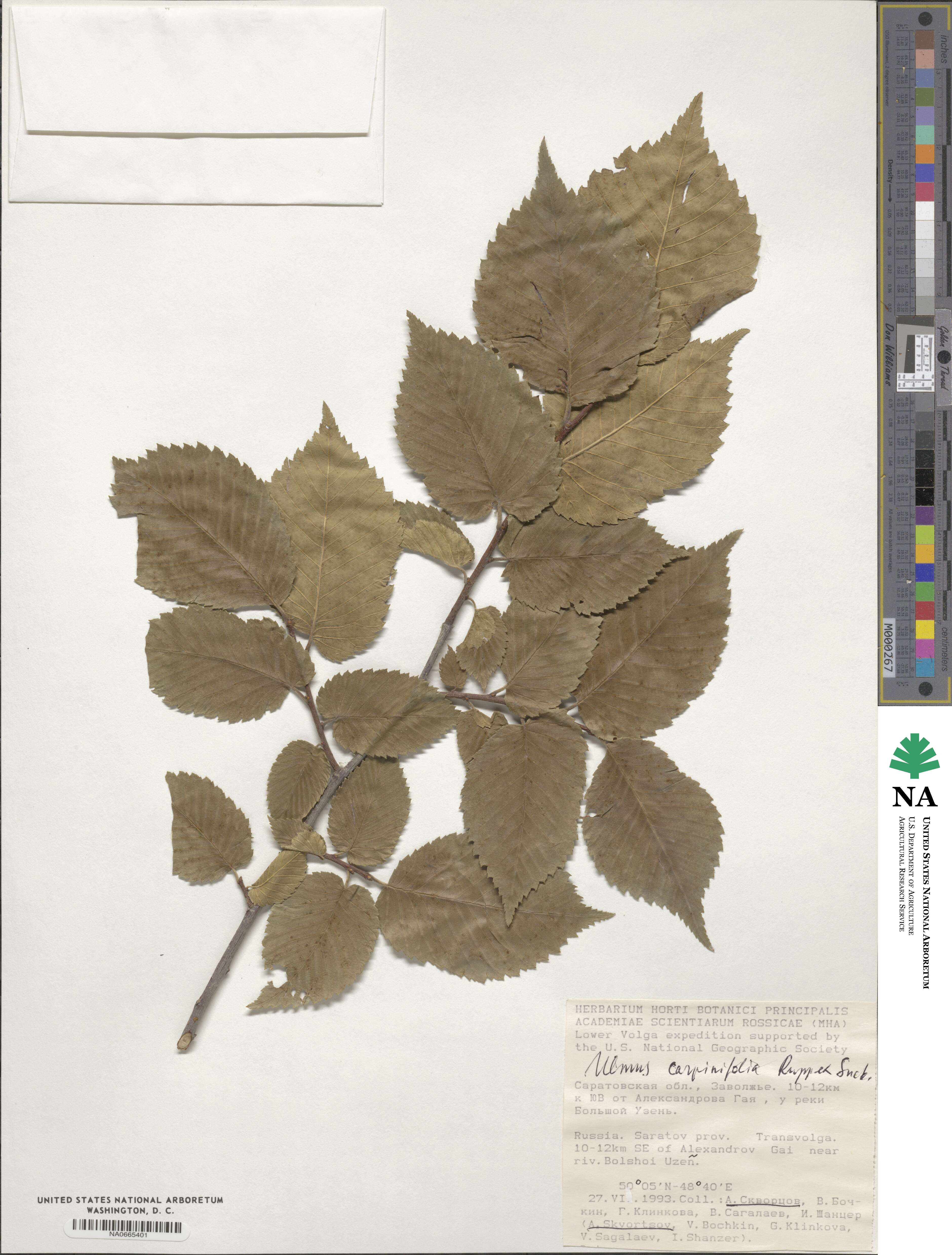 Ulmus minor subsp. minor image