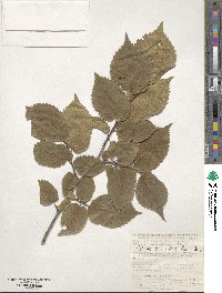 Ulmus minor subsp. minor image