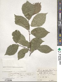 Ulmus minor image