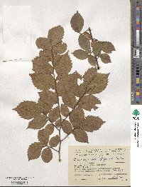 Ulmus minor image