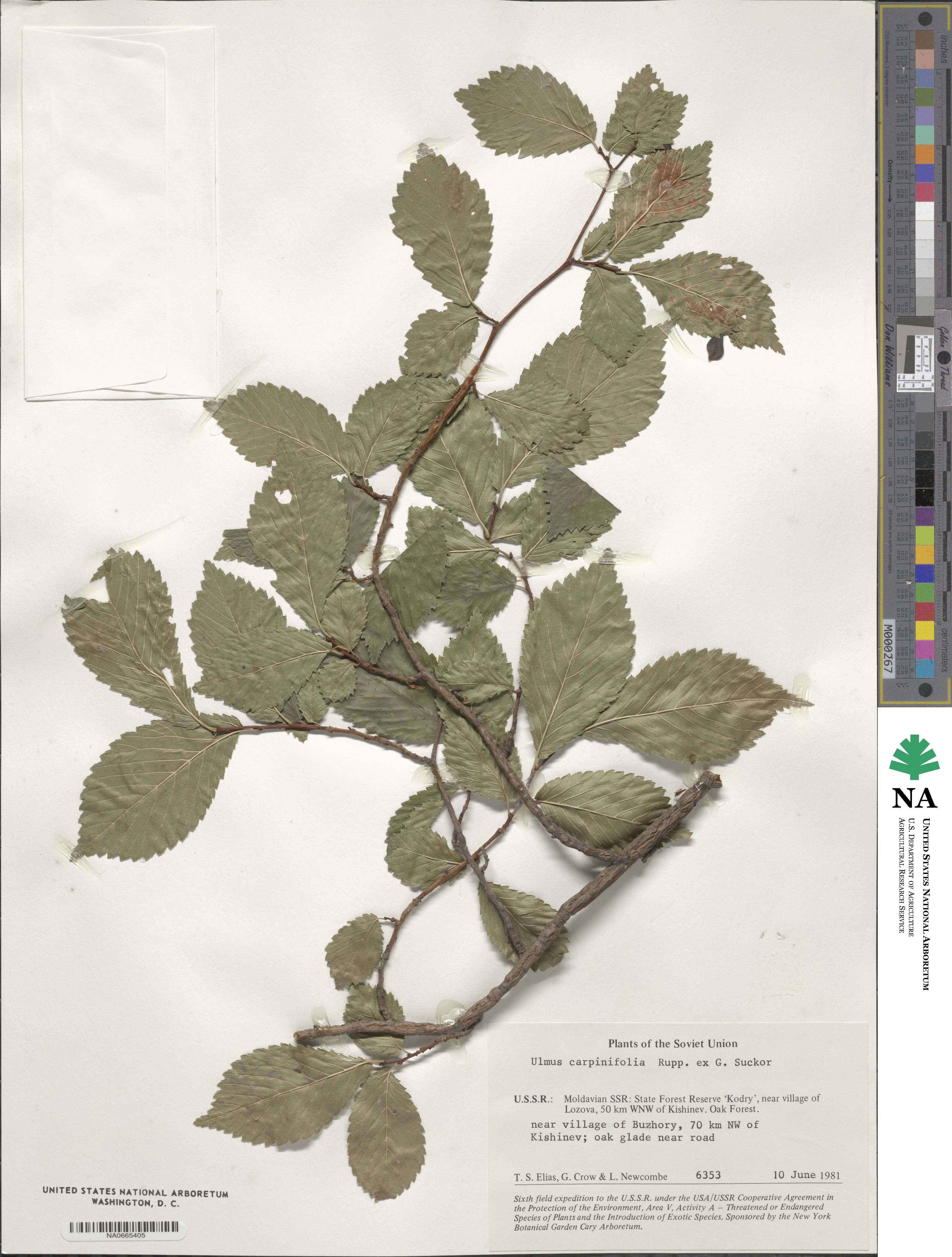 Ulmus minor subsp. minor image