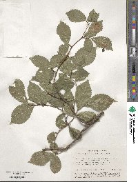 Ulmus minor image