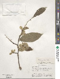 Ulmus glabra image