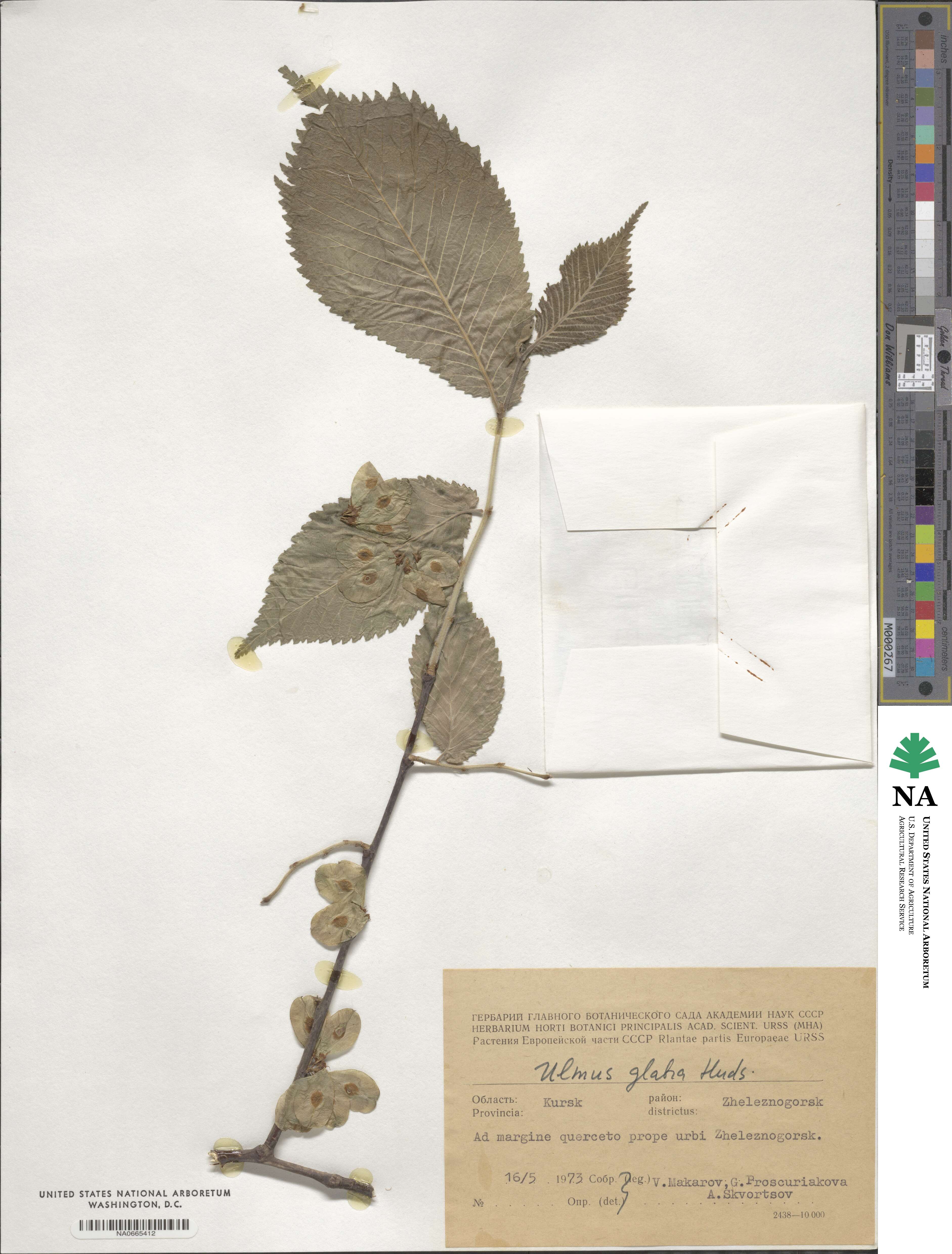 Ulmus glabra image