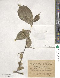 Ulmus glabra image