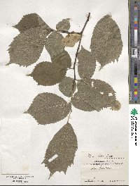 Ulmus glabra image