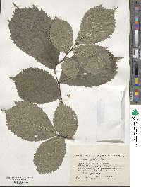 Ulmus glabra image