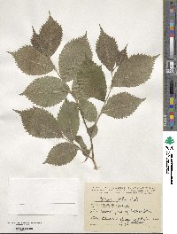 Ulmus glabra image