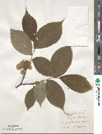 Ulmus glabra image