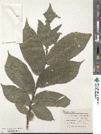 Ulmus glabra image