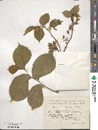 Ulmus laevis image