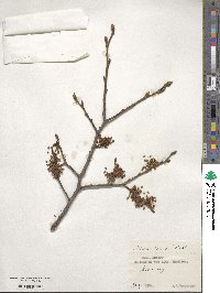 Ulmus laevis image