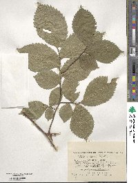 Ulmus laevis image