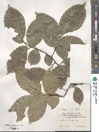 Ulmus laevis image