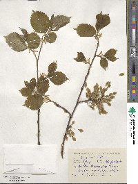 Ulmus laevis image