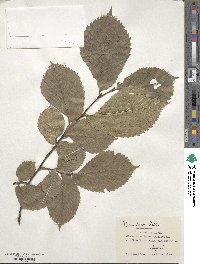 Ulmus laevis image