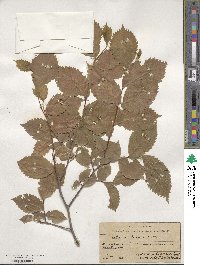 Ulmus laevis image