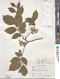 Ulmus minor image