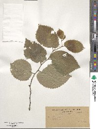 Ulmus minor image