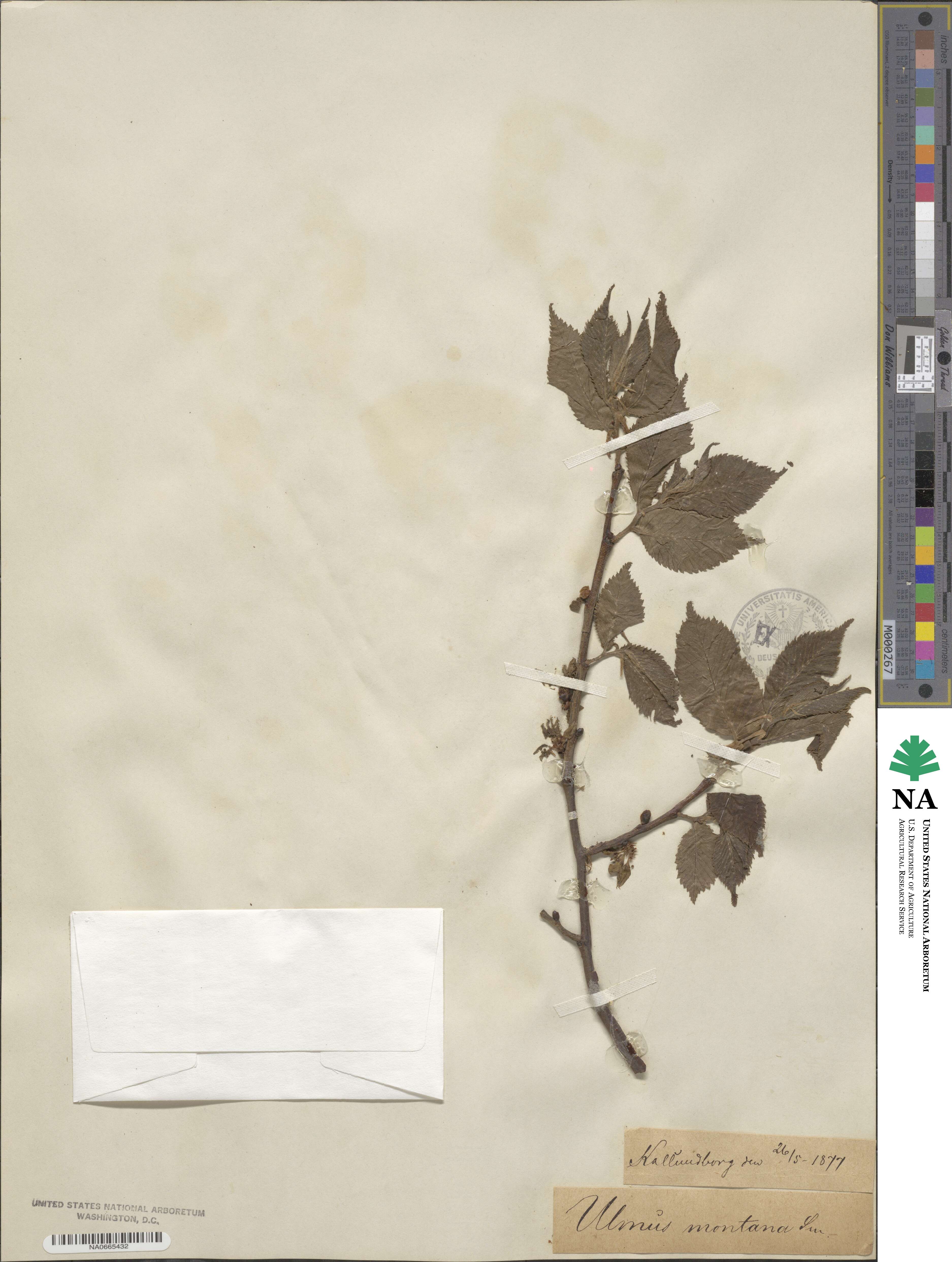 Ulmus glabra image