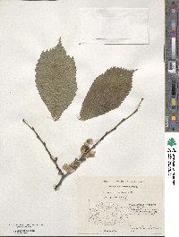 Ulmus glabra image