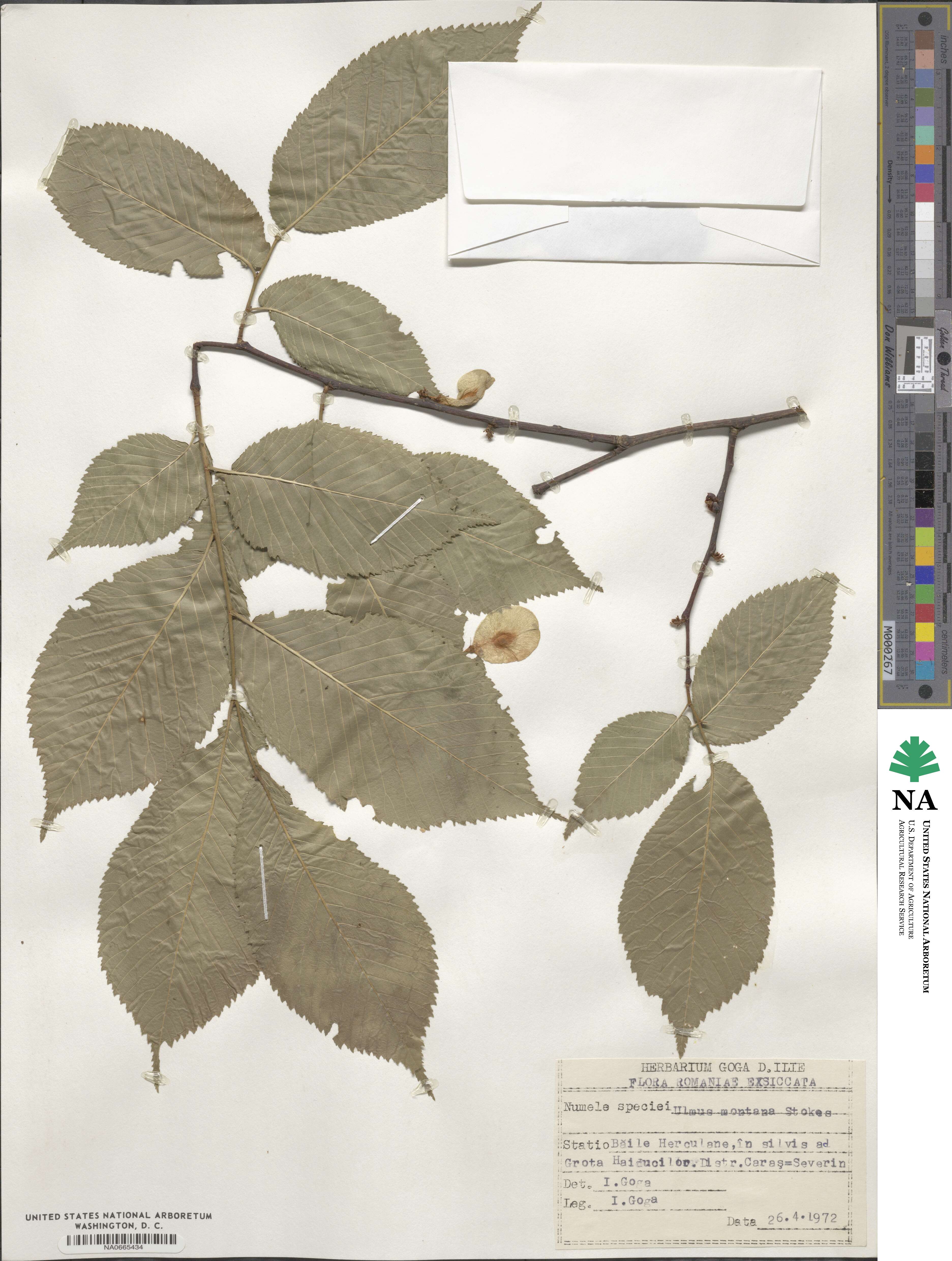 Ulmus glabra image