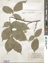 Ulmus glabra image