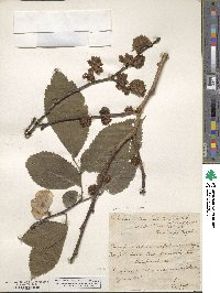 Ulmus glabra image