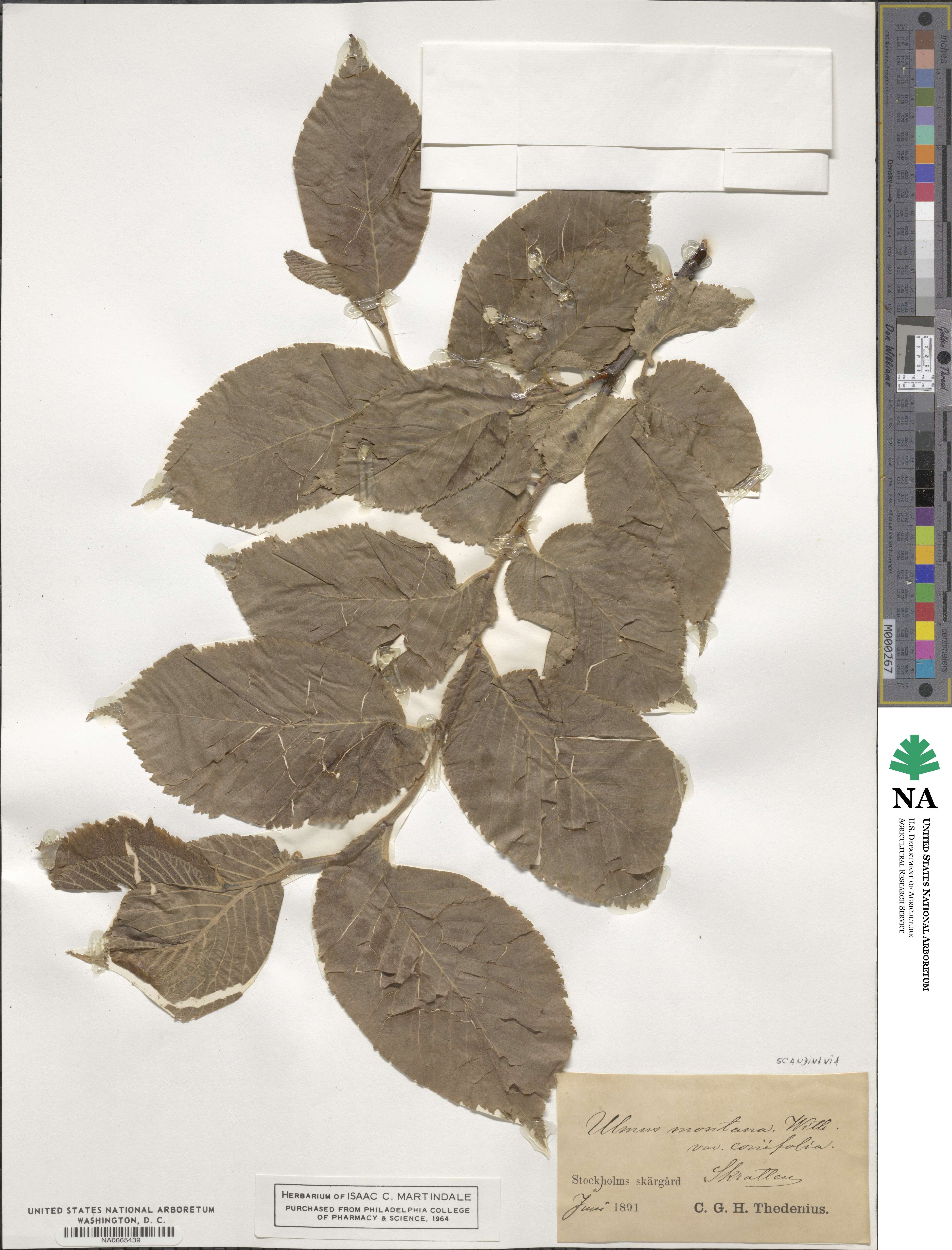 Ulmus glabra image