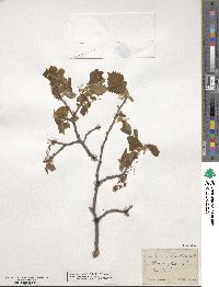 Ulmus pedunculata image