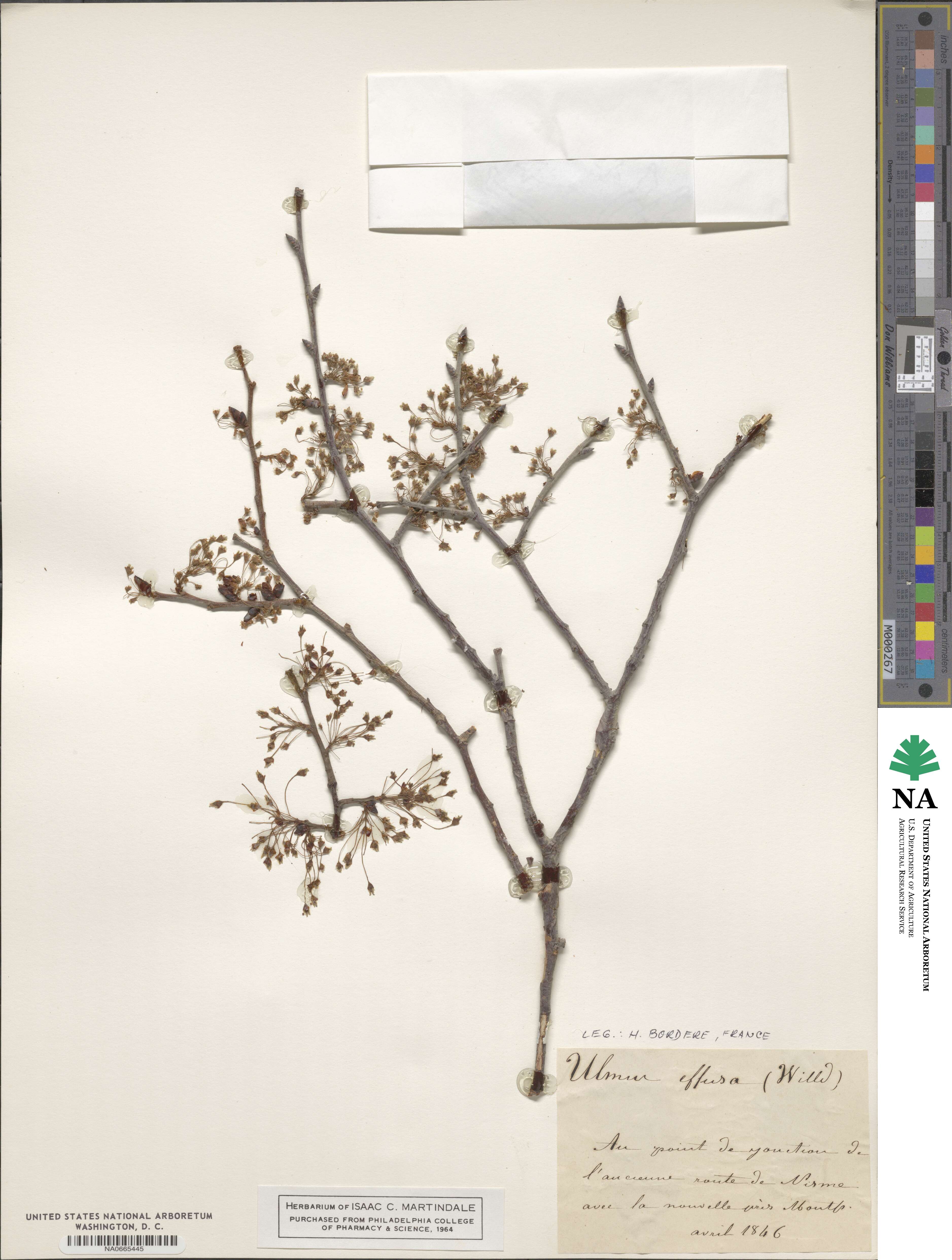 Ulmus pedunculata image