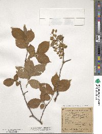 Ulmus pedunculata image