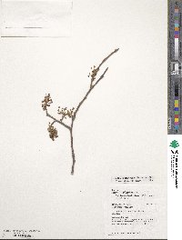 Ulmus laevis image