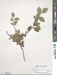 Ulmus parvifolia image